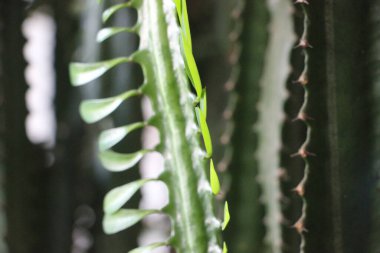 yeşil yapraklar yakın görünüm 