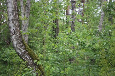 Orman manzarası, ağaç dalları, doğa kavramı. 