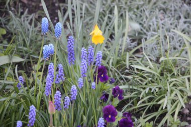 Tarlada çiçek güzel manzara 