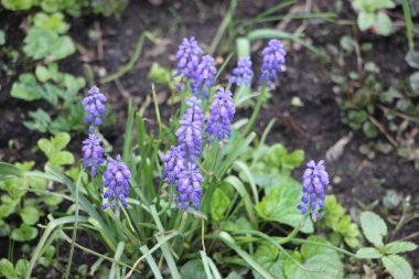 Tarlada çiçek güzel manzara 
