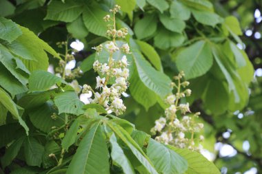 Tarlada çiçek güzel manzara 