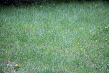 Parkta yeşil çimenler. Yakın çekim görüntüsü.