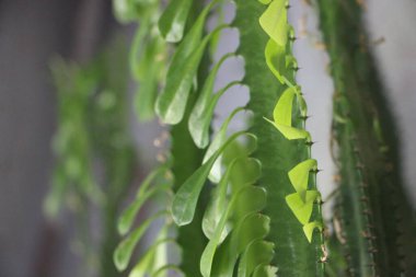 yeşil yapraklar yakın görünüm 