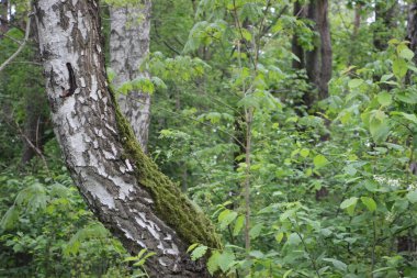 Orman manzarası, ağaç dalları, doğa kavramı. 