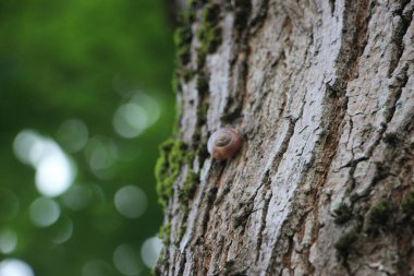 Ağaç gövdesi görünümü kapat