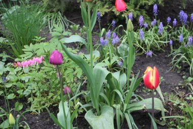 Lale çiçekleri yakın görünüm 