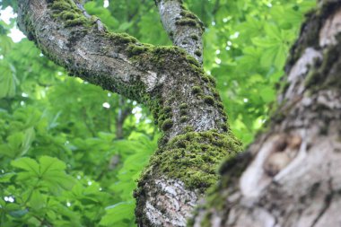 Ağaç gövdesi görünümü kapat