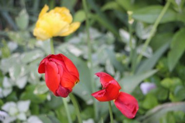 Lale çiçekleri yakın görünüm 