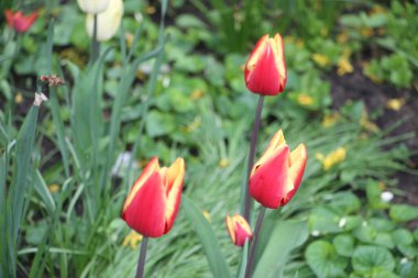 Lale çiçekleri yakın görünüm 