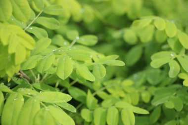 yeşil yapraklar yakın görünüm 