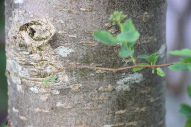 Ağaç gövdesi görünümü kapat