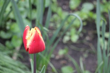 Lale çiçekleri yakın görünüm 