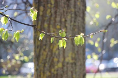 Genç tomurcuklar ve dallarda yeşil yapraklar