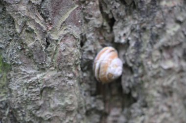 Küçük salyangoz yakın görünüm