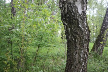 Orman manzarası, ağaç dalları, doğa kavramı. 