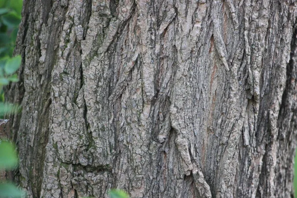 Κορμός Δέντρου Προβολή Κοντινό — Φωτογραφία Αρχείου