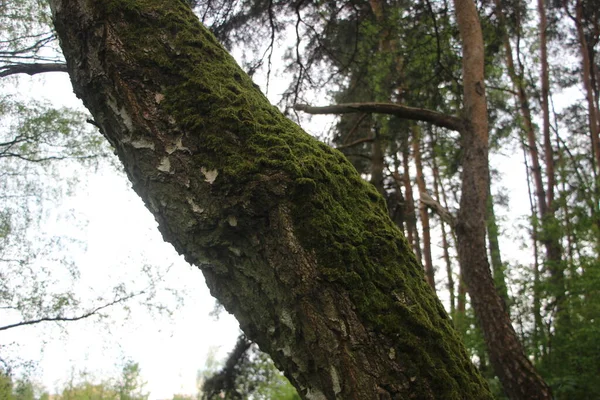 Vista Bosque Ramas Árboles Concepto Naturaleza — Foto de Stock