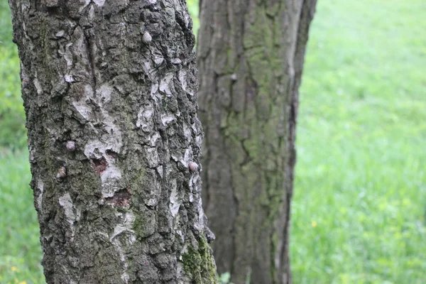 森の景色木の枝自然概念 — ストック写真