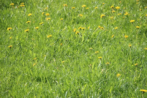 Blume Auf Dem Feld Schöne Aussicht — Stockfoto