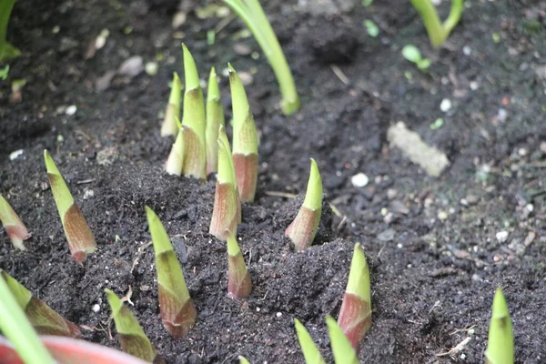 Groene Uien Van Dichtbij Bekijken — Stockfoto