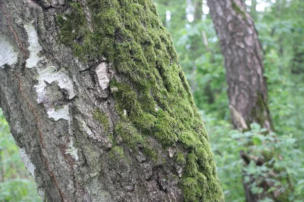 Pohled Les Větve Stromů Koncepce Přírody — Stock fotografie