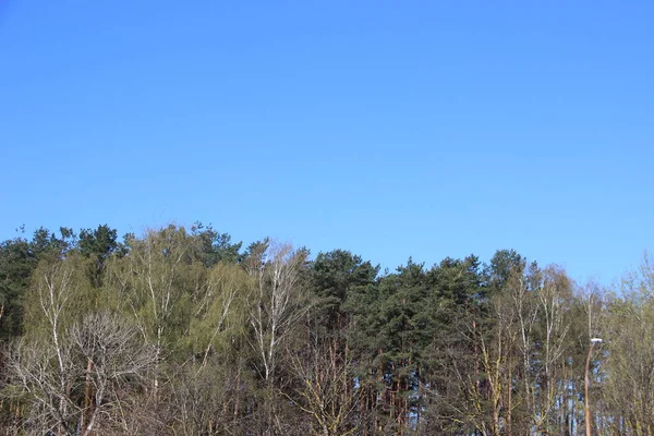 Belle Vue Sur Les Arbres Contre Ciel — Photo