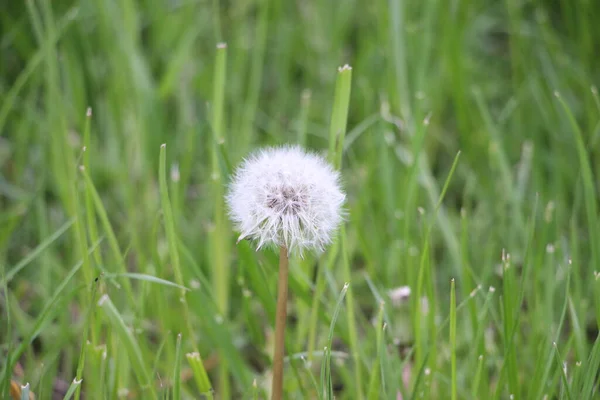 Paardebloem Close Zicht — Stockfoto