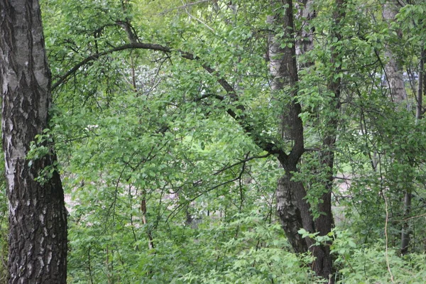 Вид Лес Ветви Деревьев Концепция Природы — стоковое фото