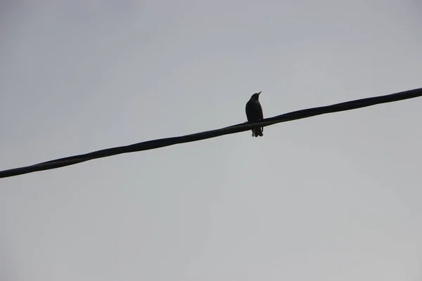 Pájaro Alambre Fondo Del Cielo — Foto de Stock