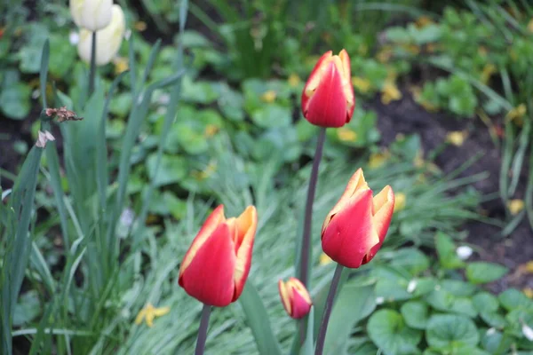 Tulipan Kwiaty Zbliżenie Widok — Zdjęcie stockowe