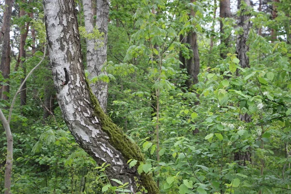 Pohled Les Větve Stromů Koncepce Přírody — Stock fotografie