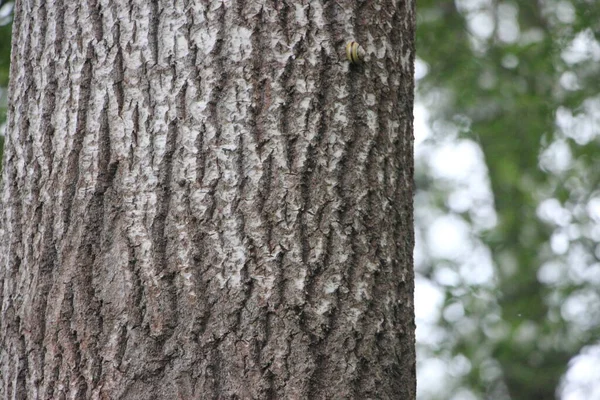 Tree Trunk Close View — Stock Photo, Image