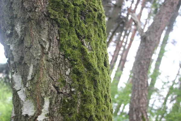 Waldblick Äste Naturkonzept — Stockfoto