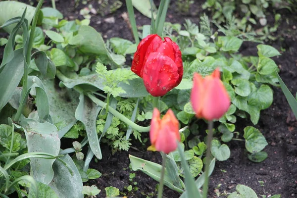 Tulipan Kwiaty Zbliżenie Widok — Zdjęcie stockowe