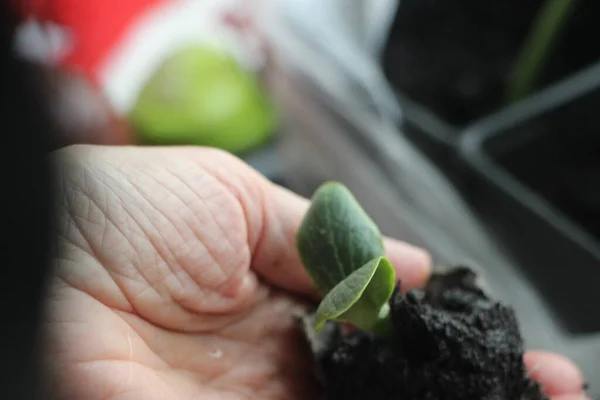 Seedlings Greenhouse New Life Concept — Stockfoto