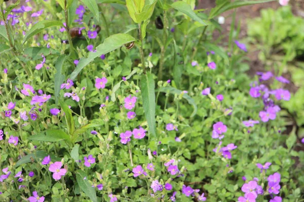 Blomma Fältet Vacker Utsikt — Stockfoto