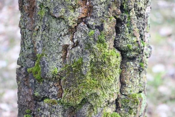 나무는 자연스럽고 라운드를 나무껍질로 만든다 — 스톡 사진