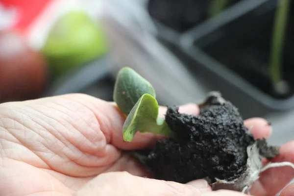 Seedlings Greenhouse New Life Concept — Stockfoto