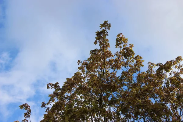 美丽的树木映衬着天空 — 图库照片