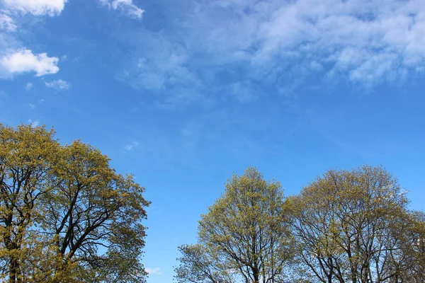 Forest View Tree Branches Nature Concept — Stock Photo, Image