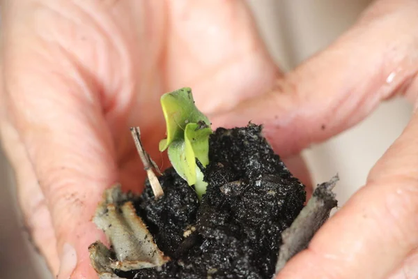 Seedlings Greenhouse New Life Concept — Stockfoto