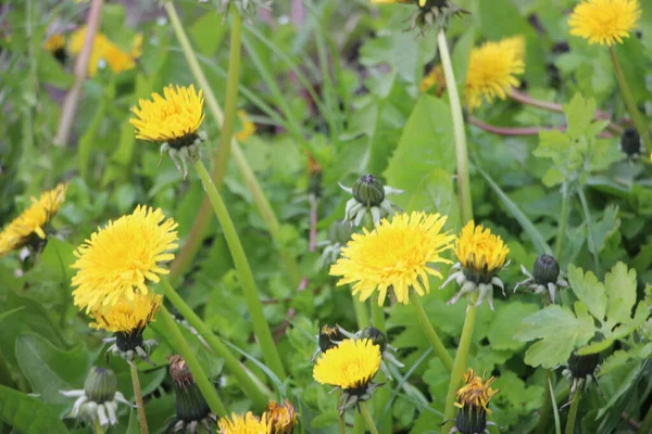 Dandelion Flowers Close View — Stock Photo, Image