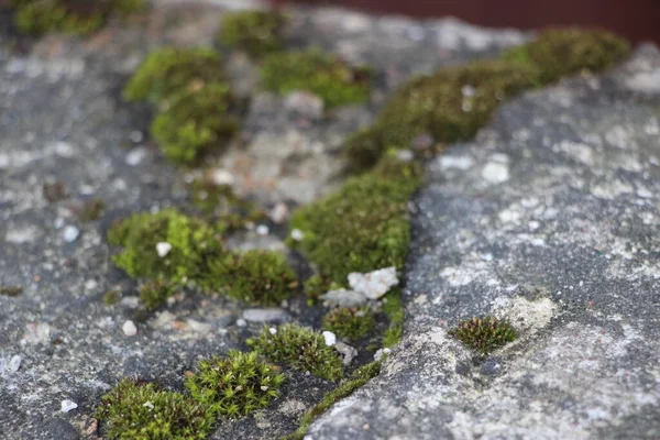 Musgo Verde Las Rocas Cerca — Foto de Stock