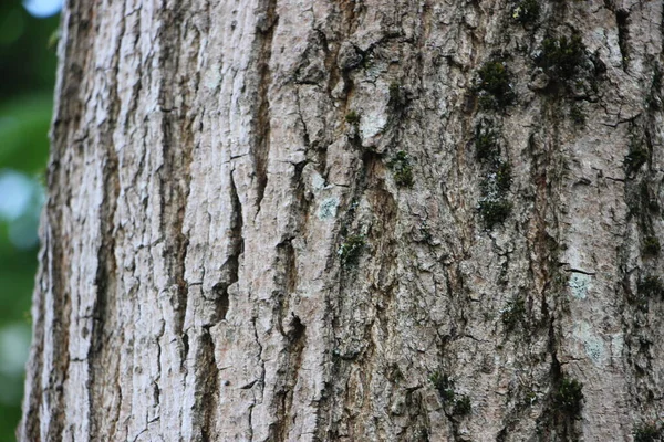 Κορμός Δέντρου Προβολή Κοντινό — Φωτογραφία Αρχείου