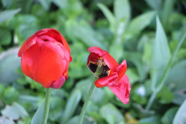 Tulipan Kwiaty Zbliżenie Widok — Zdjęcie stockowe