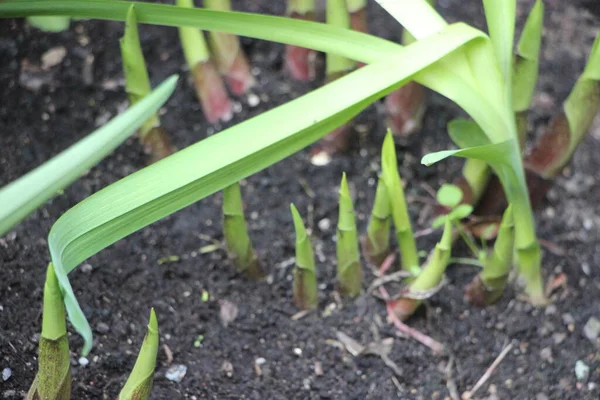 Seedlings Greenhouse New Life Concept — Stockfoto