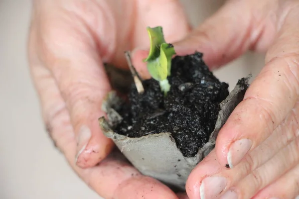 Seedlings Greenhouse New Life Concept — Stockfoto