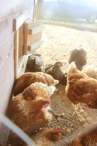 Galinhas Quinta Quintal Foco Seletivo Antibiótico Livre Livre Hormonas Agricultura — Fotografia de Stock