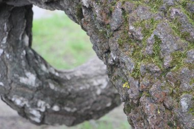 huş ağacının kabuğunun yakın çekim dokusu, arkaplan.