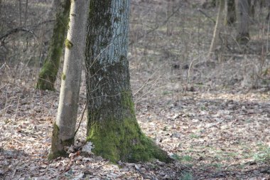 Doğa kavramı, ağaçlar görünümü 